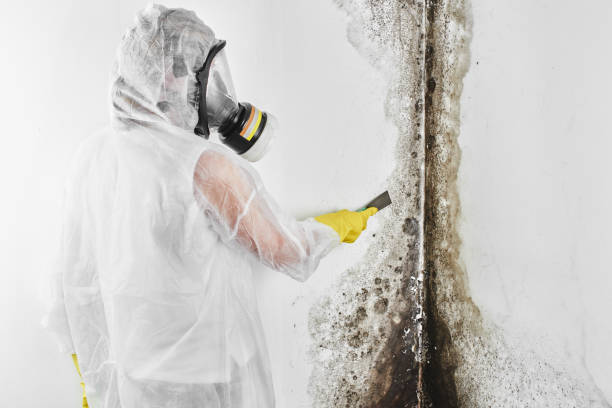 Best Mold Removal Company Near Me  in Hudson, NY