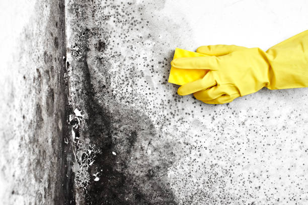 Best Mold Testing  in Hudson, NY