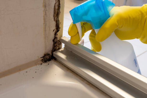 Best Mold Remediation Experts  in Hudson, NY