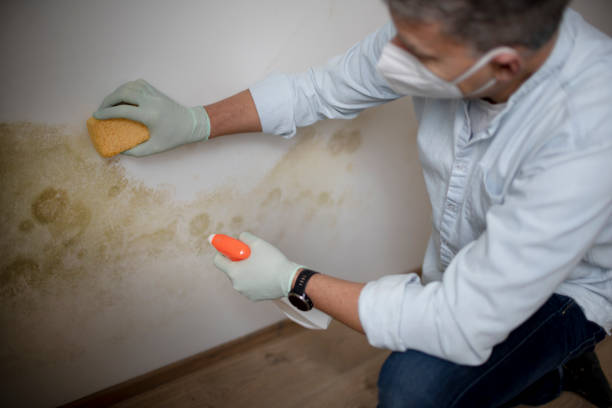 Best Home Mold Removal  in Hudson, NY