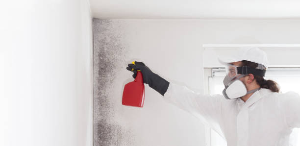Best Mold Removal Near Me  in Hudson, NY