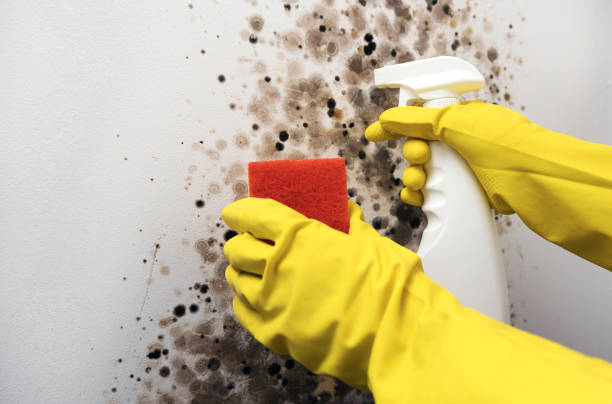 Mold Testing and Removal in Hudson, NY