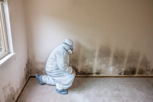 Best Toxic Mold Removal  in Hudson, NY