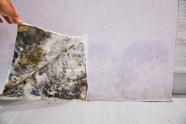 Best Fast Mold Removal  in Hudson, NY
